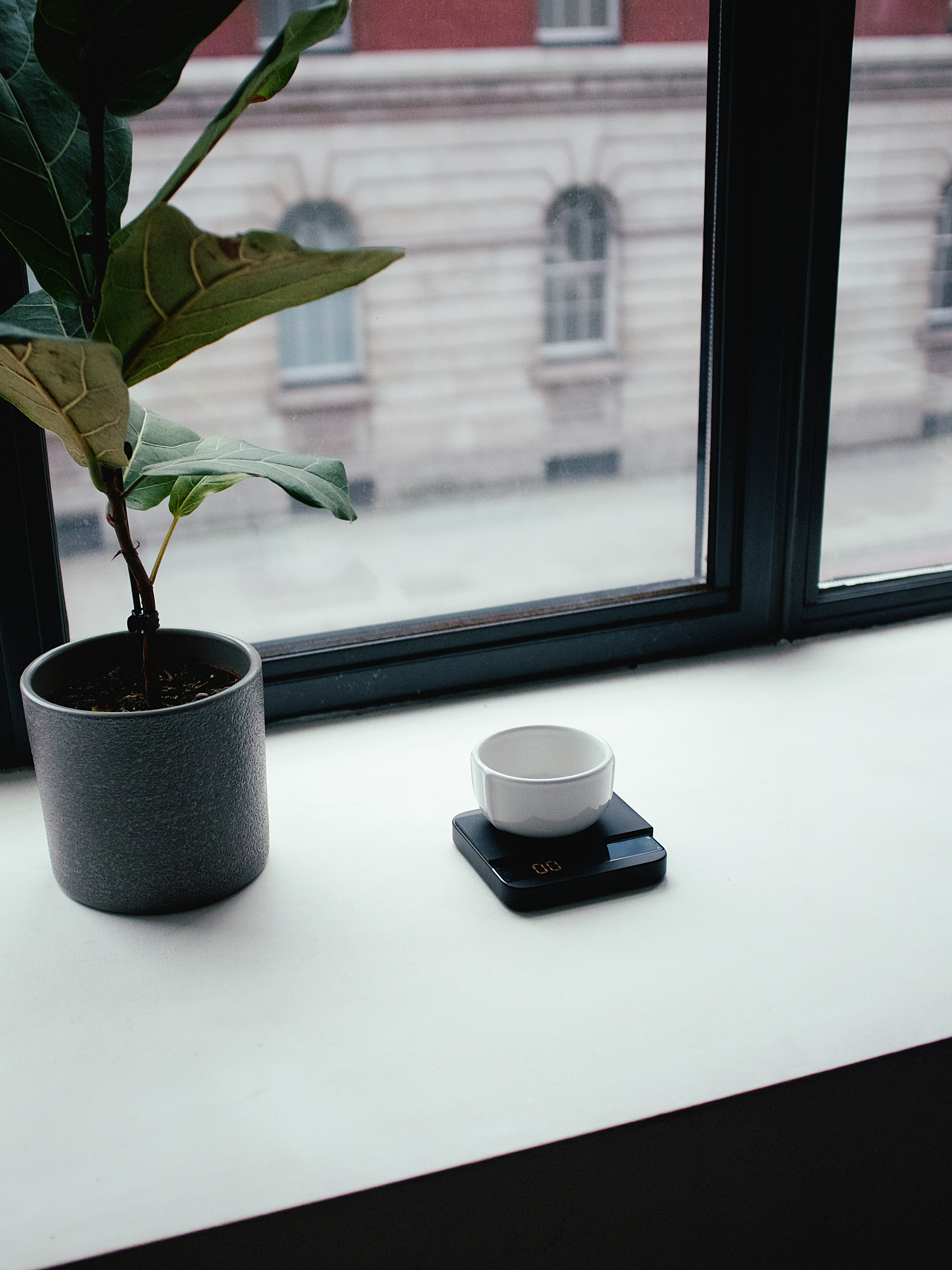 green plant on black pot beside window